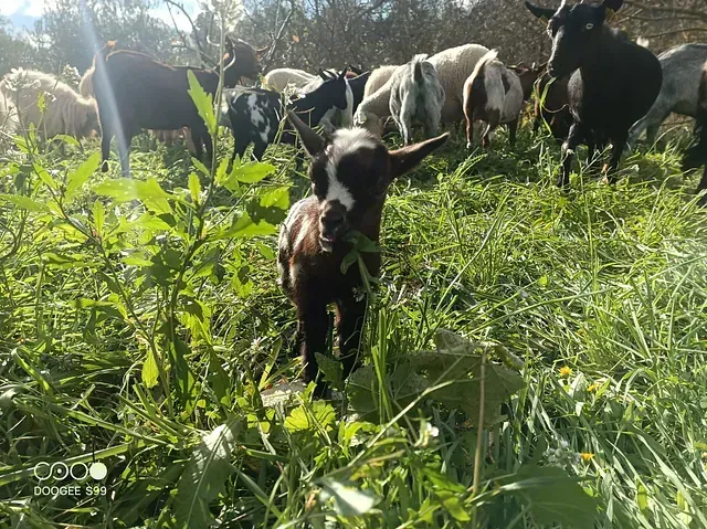 Un cabrito con marcas blancas se encuentra en la hierba alta, rodeado de otras cabras y una oveja en un campo.