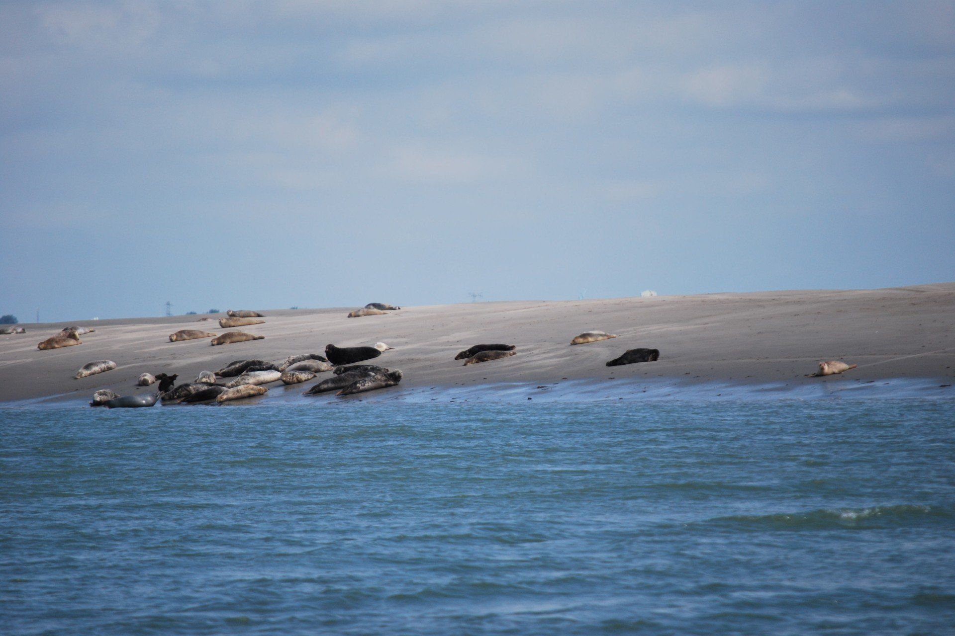 Een groep zeehonden ligt te rusten op een zandbank.
