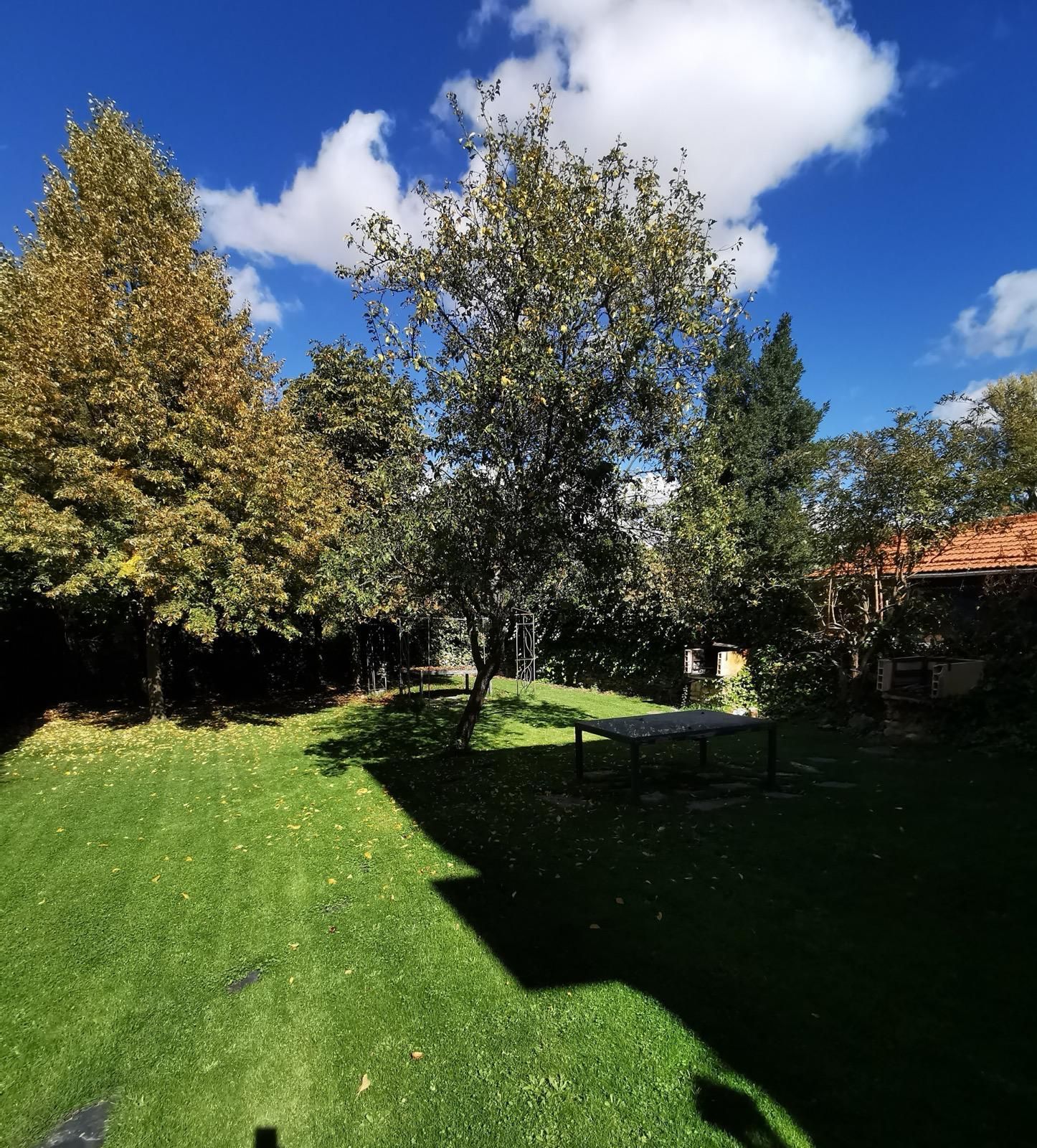 Un patio trasero soleado con césped verde, árboles, un banco y un cielo azul con nubes.