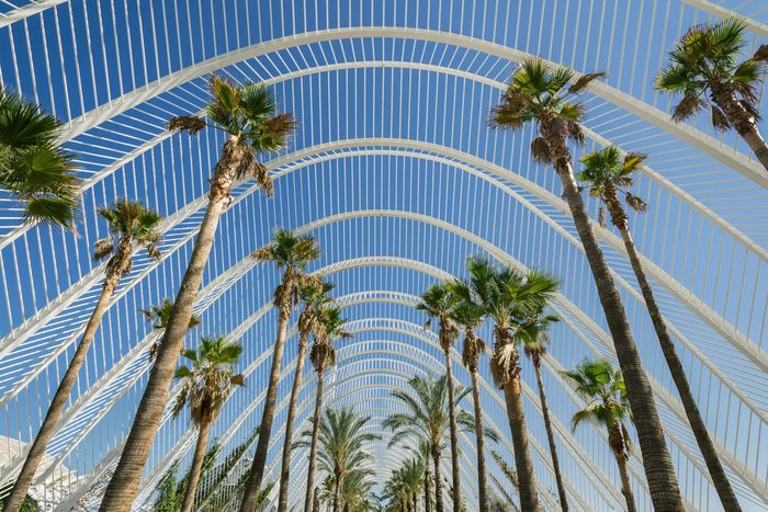 Palmeras debajo de una estructura arqueada blanca contra un cielo azul.