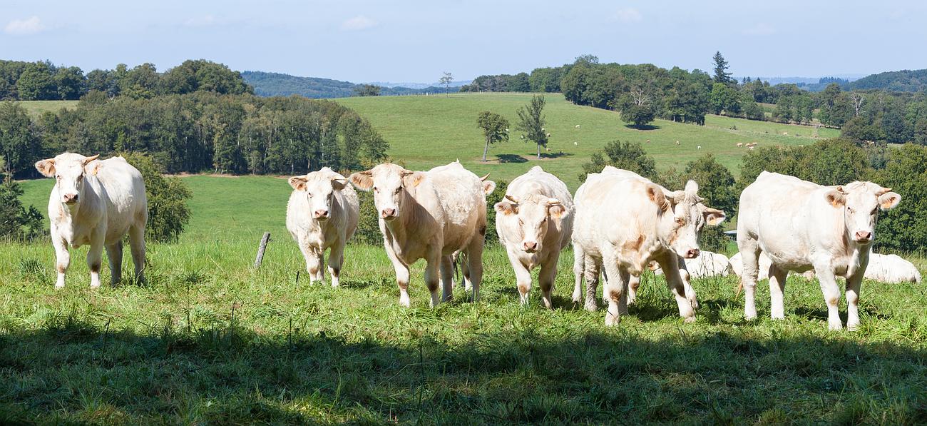 Troupeau de bovins blancs dans de l'herbe