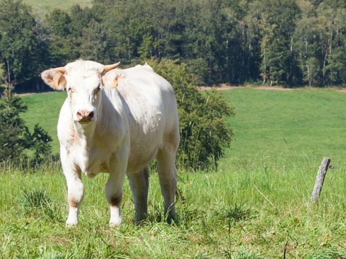 Bovin blanc dans un pré vert