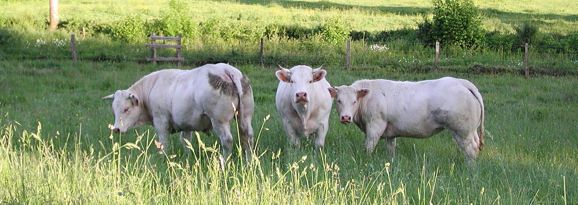 Dessin d'un tracteur qui traverse un pré