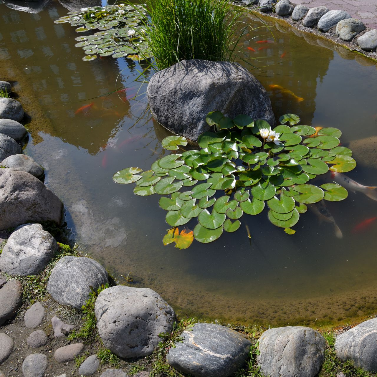 Étang naturel orné de plantes aquatiques, de nénuphars et de rochers