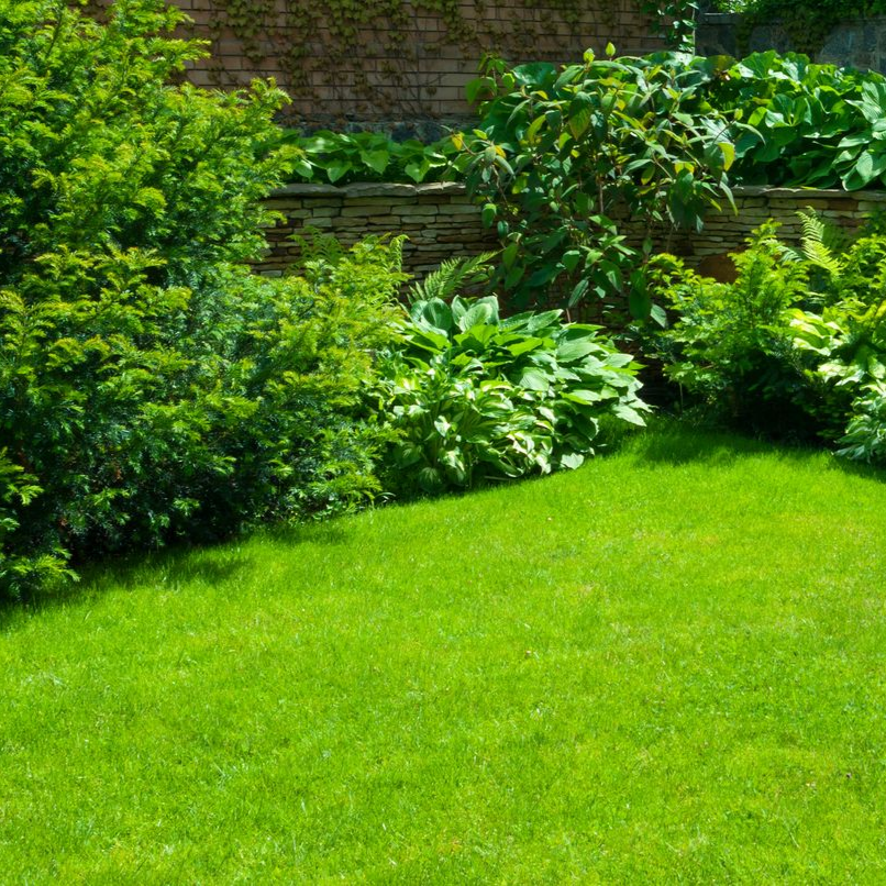 Plantes luxuriantes et feuillages verts le long d’une clôture en bois