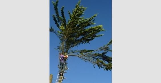 Abattage des branches de sapin