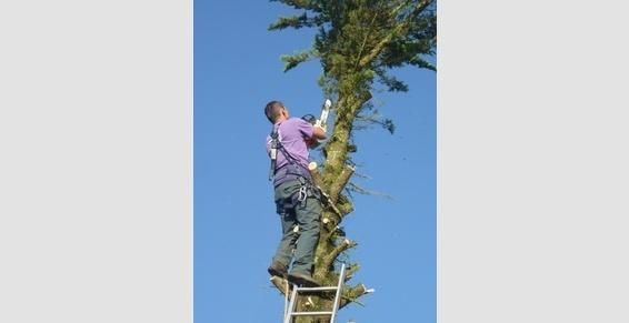 Abattage d'un sapin par démontage