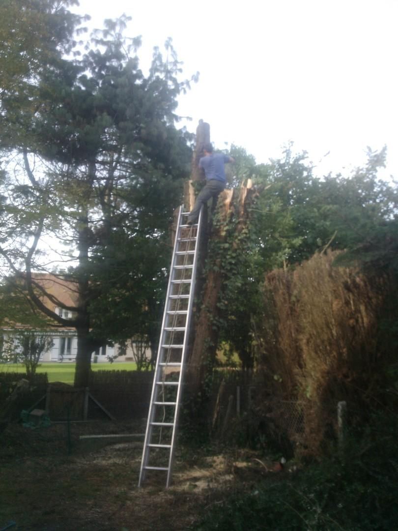 Abattage d'un arbre avec un homme sur une échelle