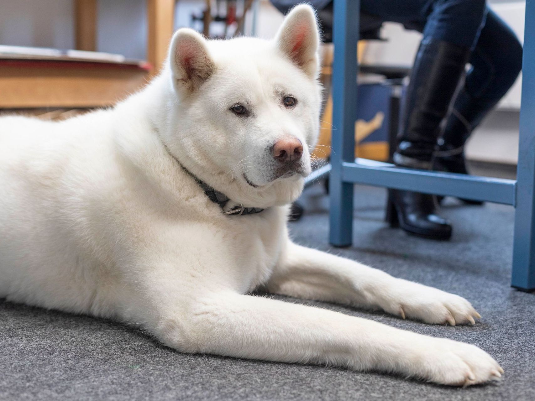 Ein weißer Hund liegt neben einem Stuhl auf dem Boden.