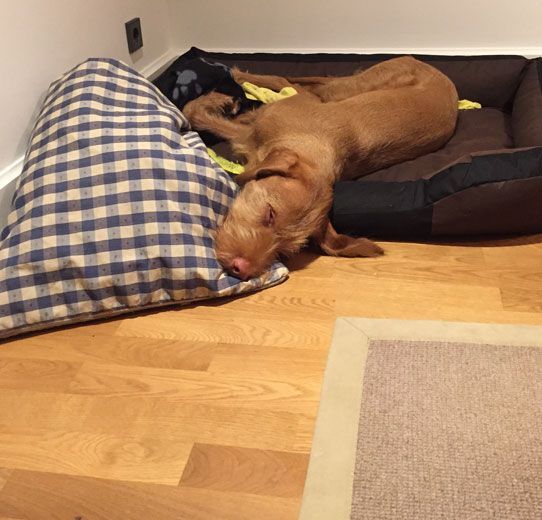 Ein Hund, der auf einem Hundebett neben einem karierten Kissen liegt