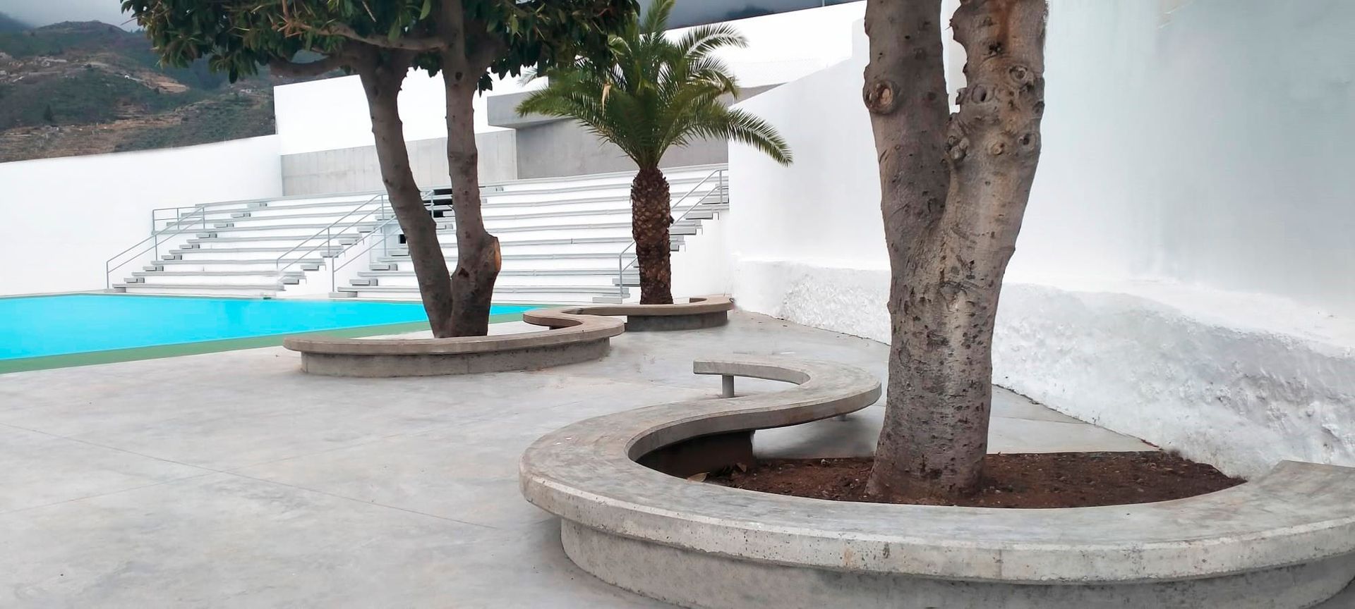 Un árbol en una jardinera junto a una piscina.