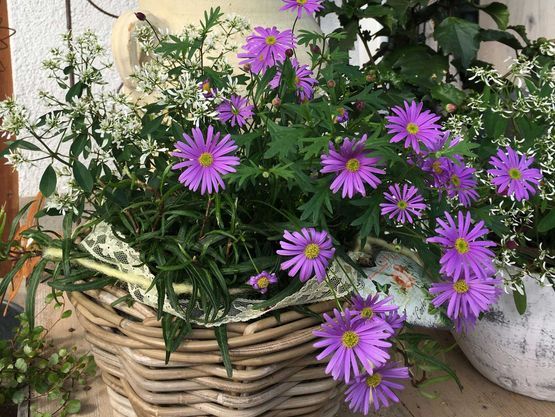 Topfblumen | Töpferei & Blumen Steiner | Florist, Gebrauchskeramik & Dekoartikel | Roggwil BE