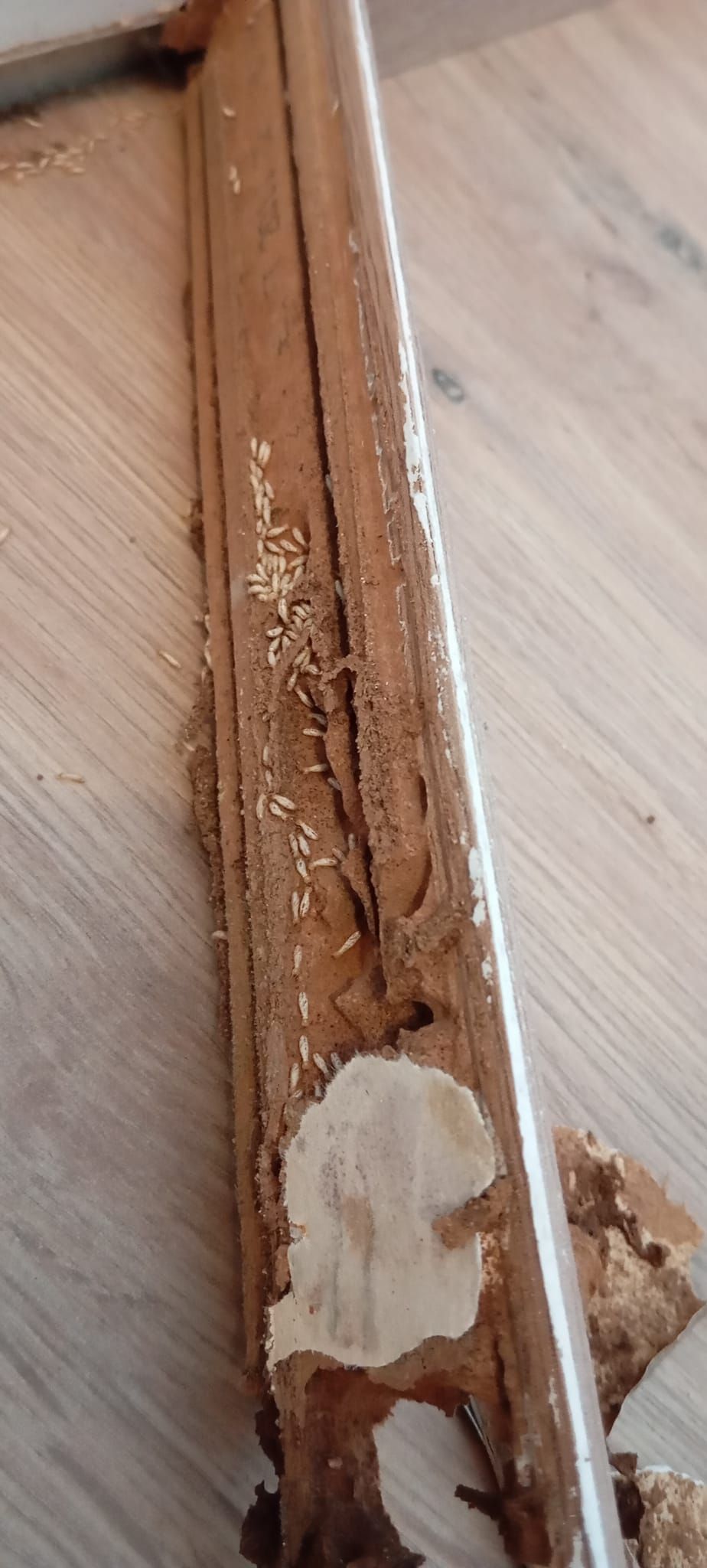 Du bois infesté de termites.