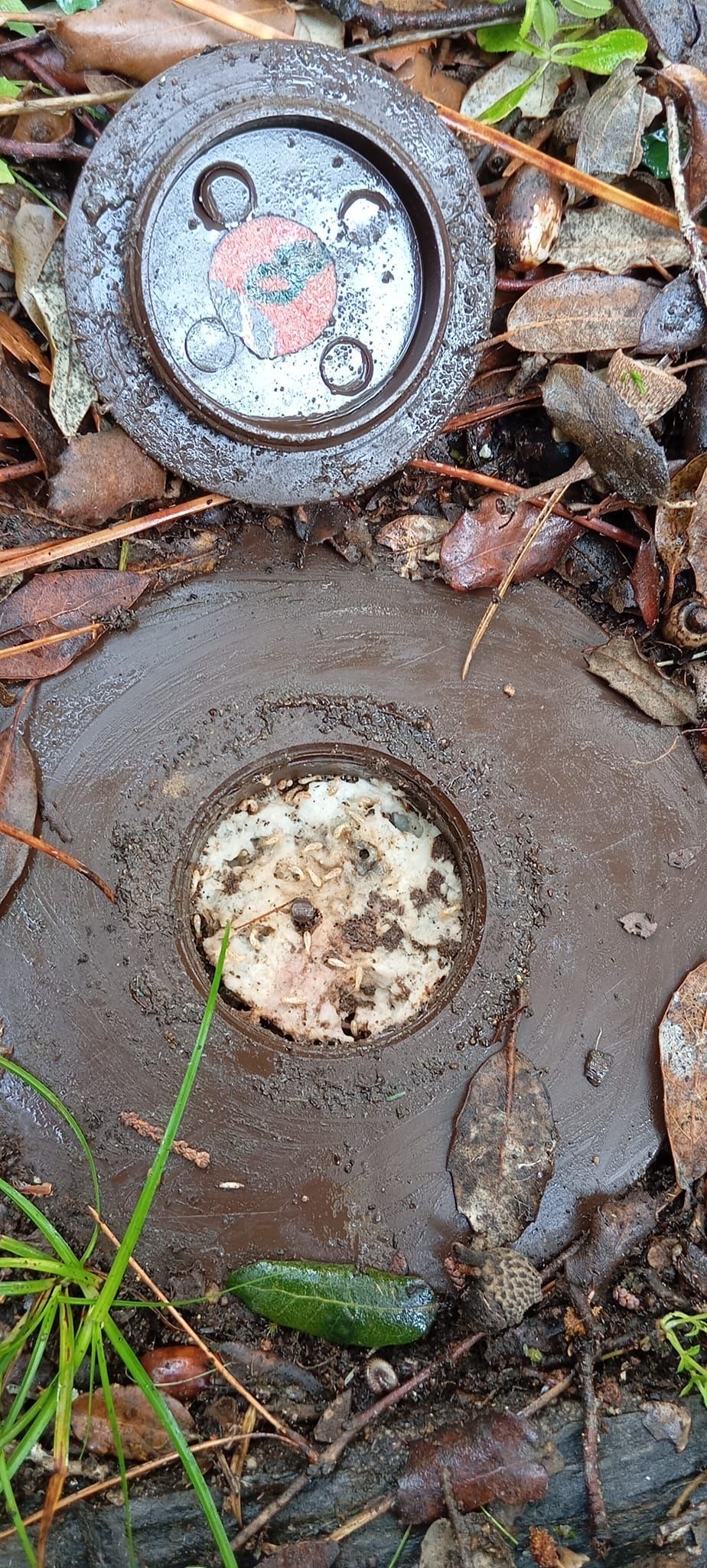 Un piège rempli de termites.