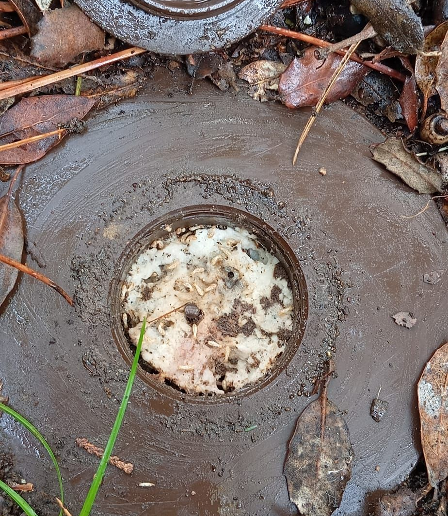 Un piège rempli de termites.