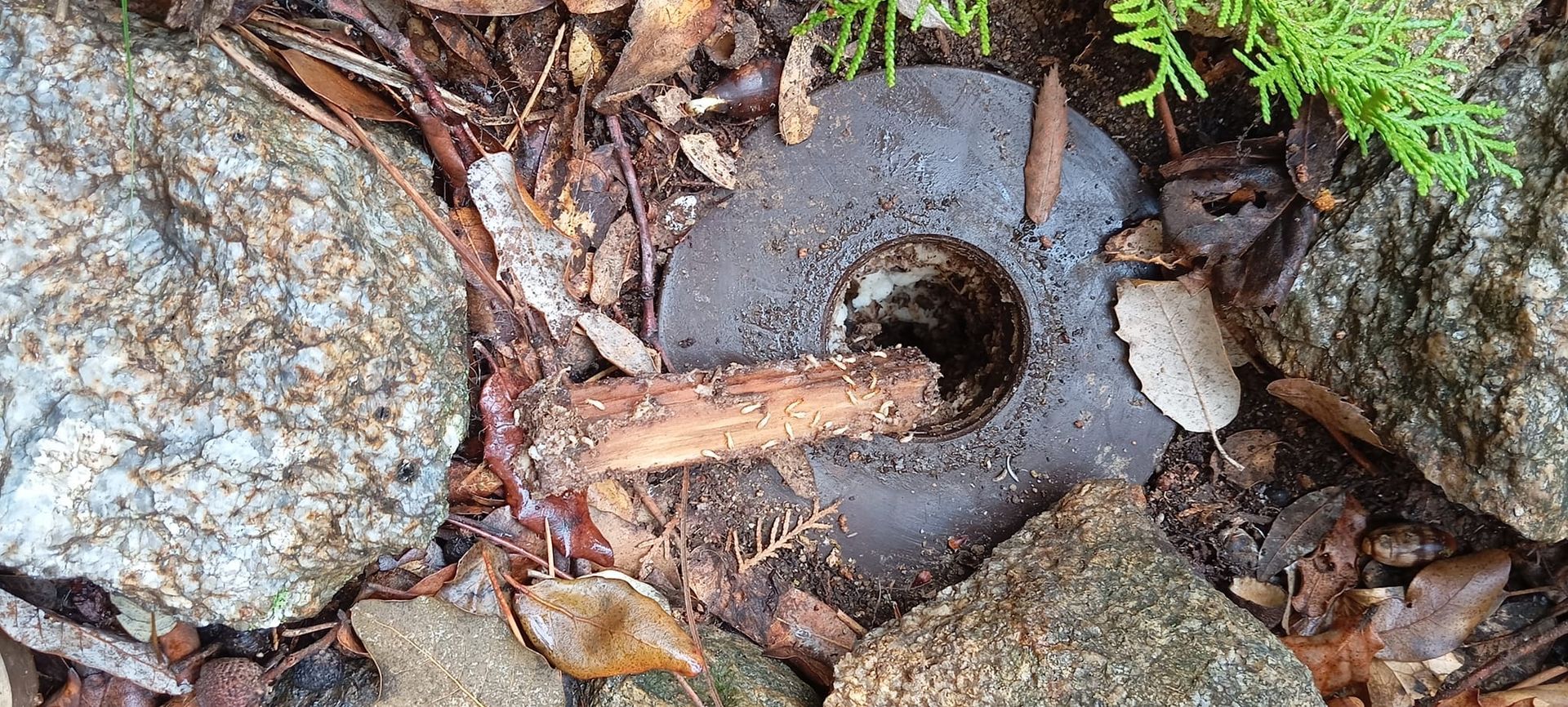 Des termites sur un bâton.