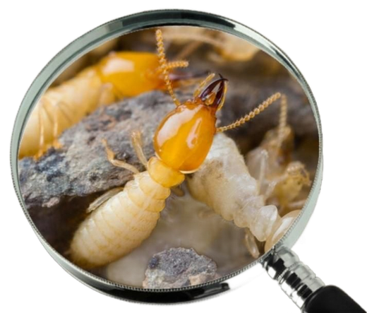 Un termite sous une loupe.