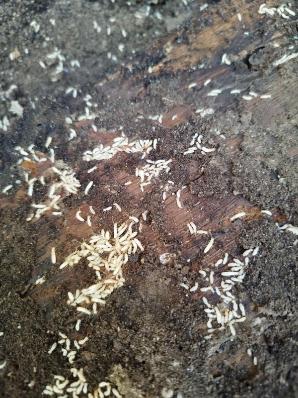 De nombreux termites.