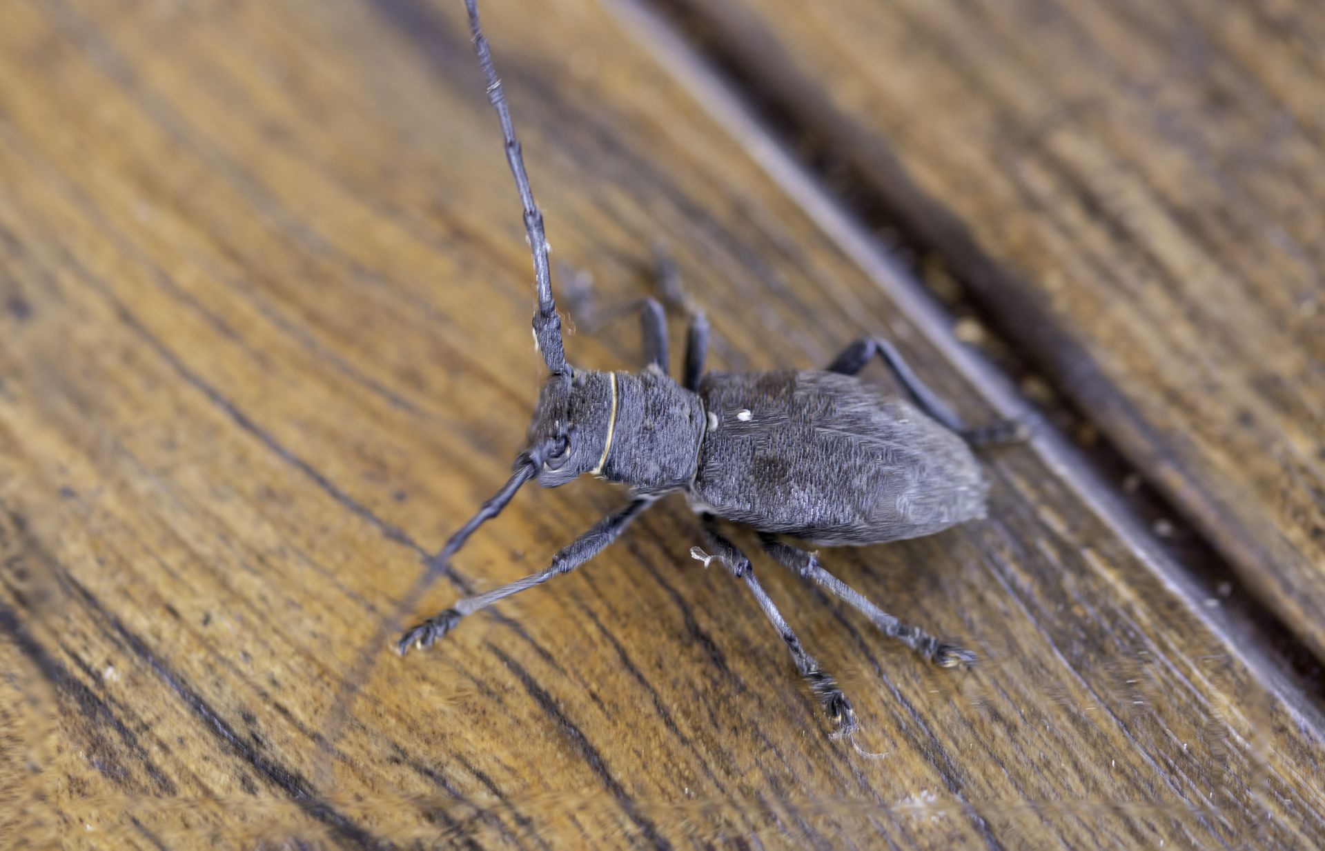 Un capricorne sur du bois.