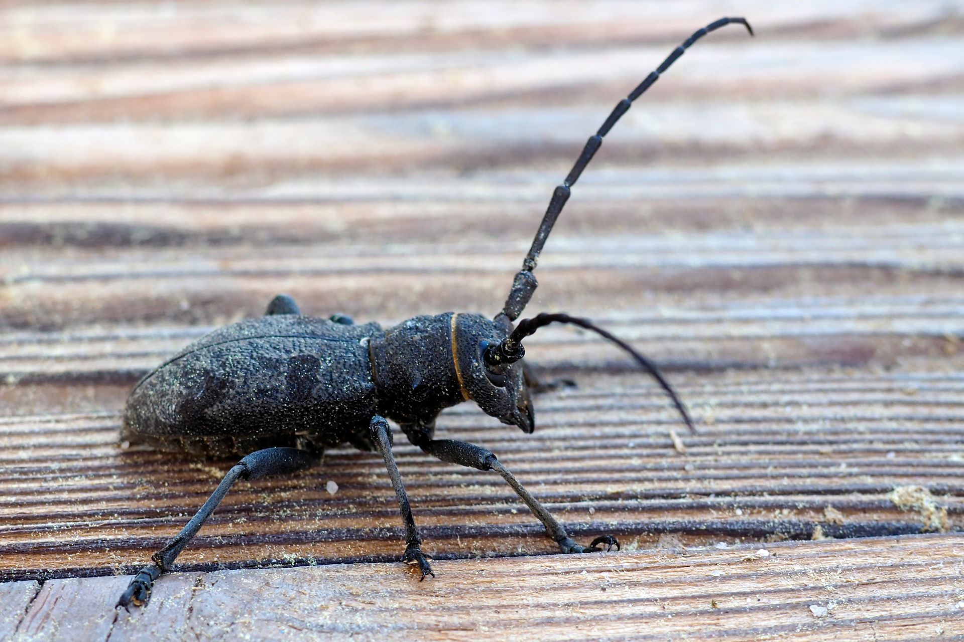 Un capricorne avec les antennes vers le haut.
