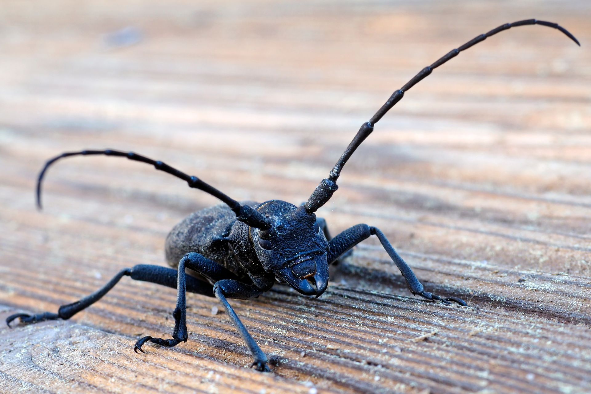 Un capricorne vu de face.