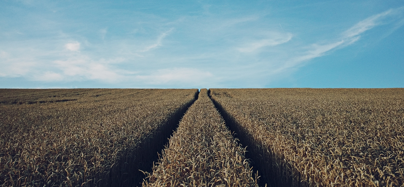 There are two tracks in the middle of a field of wheat.