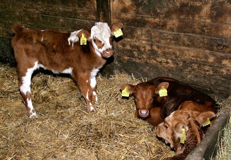 Pension & Ferienwohnung Schöne