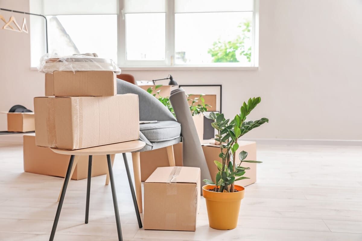 Cajas apiladas en una habitación luminosa con una planta y una ventana, sugiriendo una mudanza.