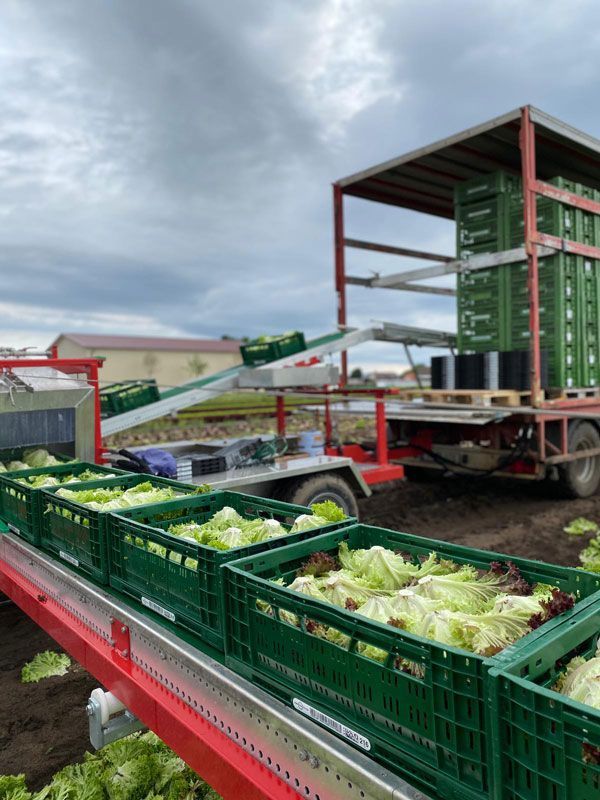 Fleischmann Gemüsebau