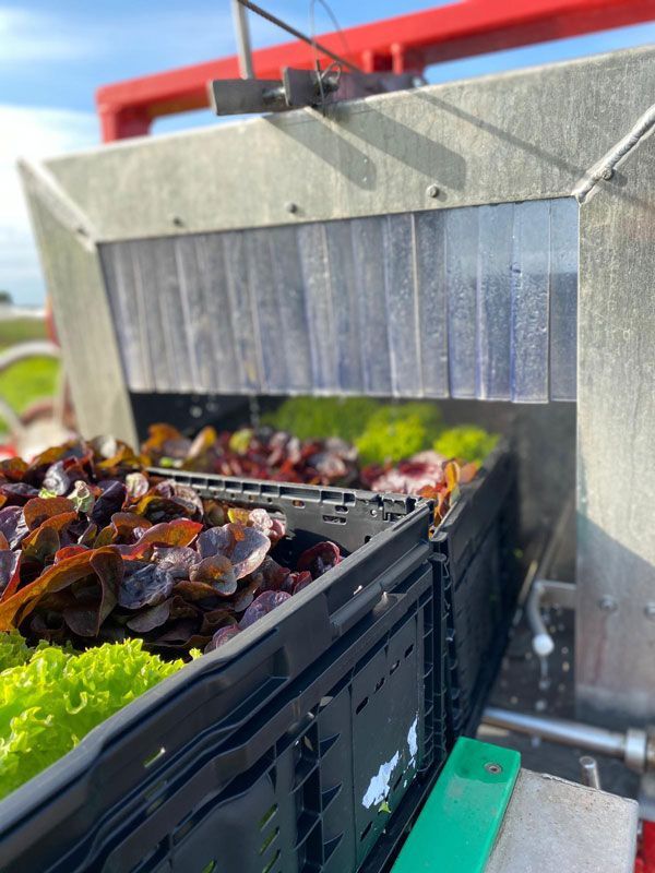 Fleischmann Gemüsebau