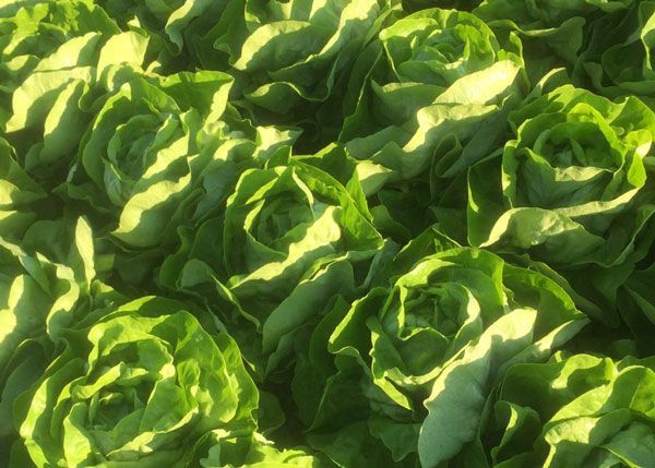 Fleischmann Gemüsebau