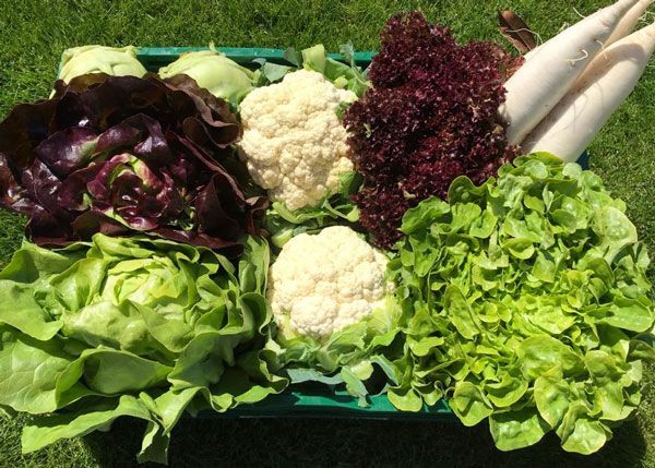 Fleischmann Gemüsebau