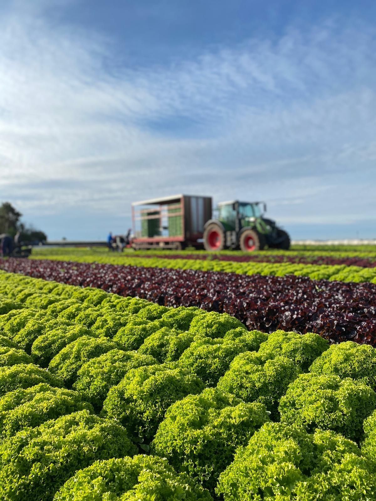 Fleischmann Gemüsebau
