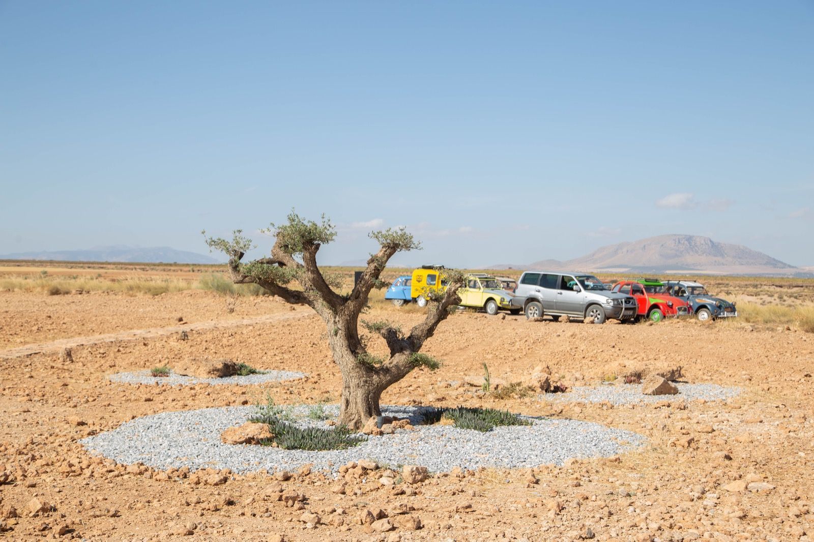 Un árbol en medio de un desierto con coches aparcados al fondo.
