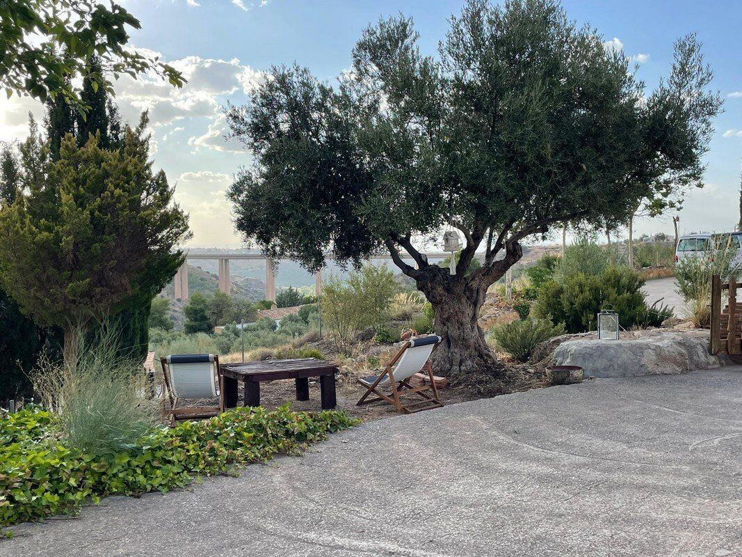Hay un árbol grande en el medio del parque.