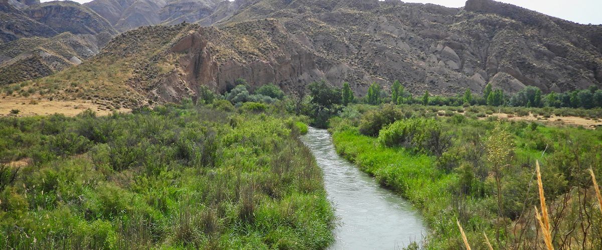 Un río que fluye a través de un exuberante bosque verde con montañas al fondo.