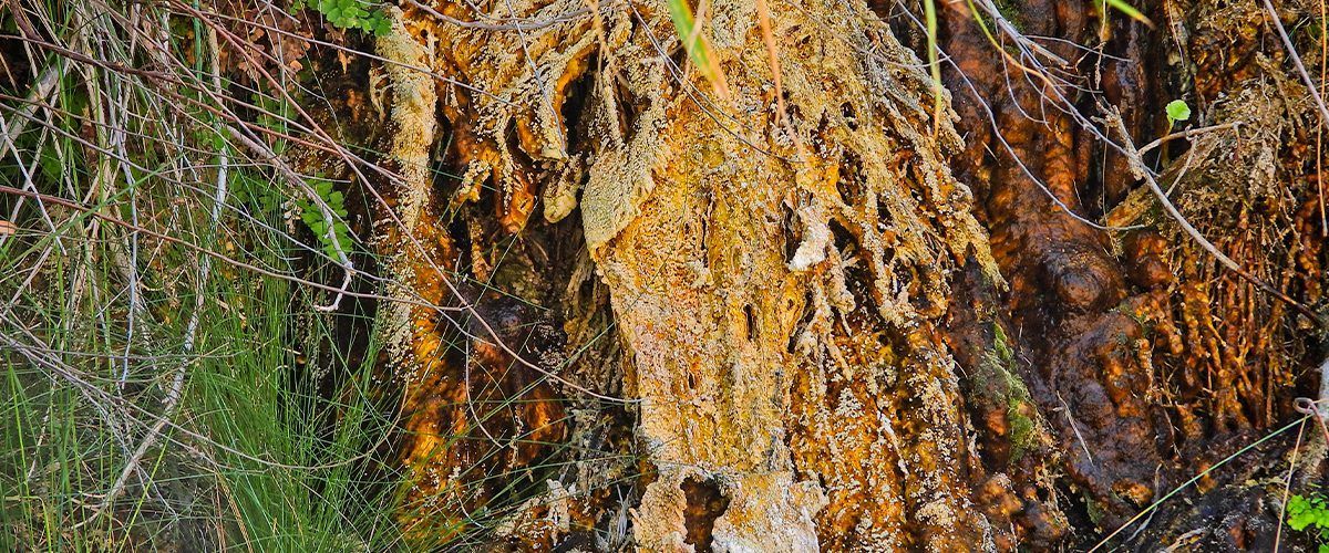 Un primer plano de un tronco de árbol con musgo creciendo en él.