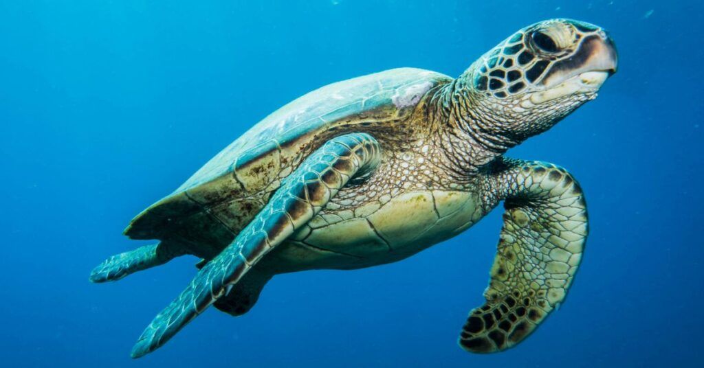 sea turtle swimming in the ocean