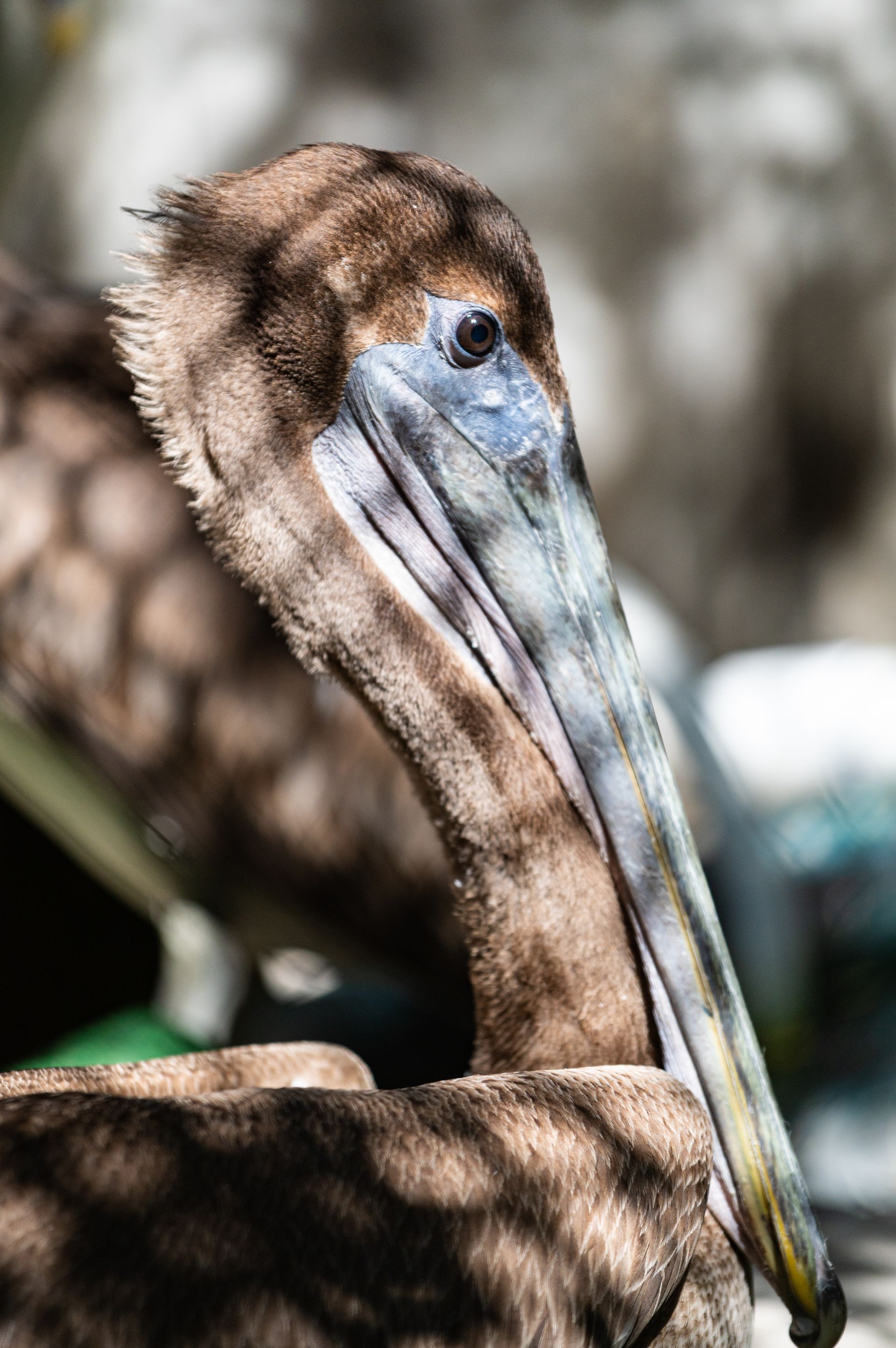 crane point hammock museum & nature trails