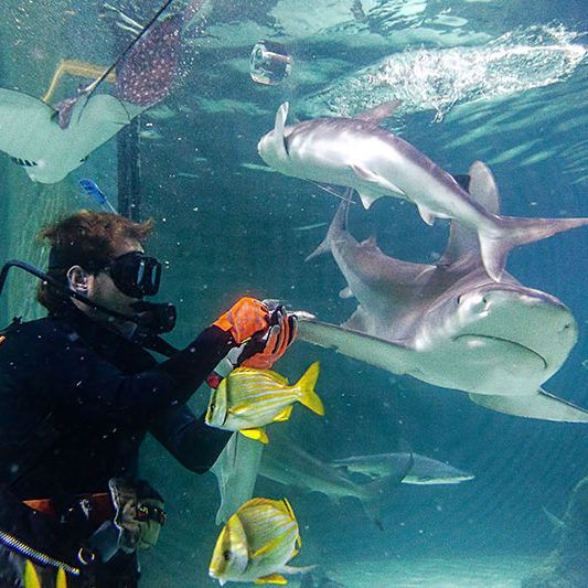 AQUARIUM ENCOUNTER FLORIDA KEYS