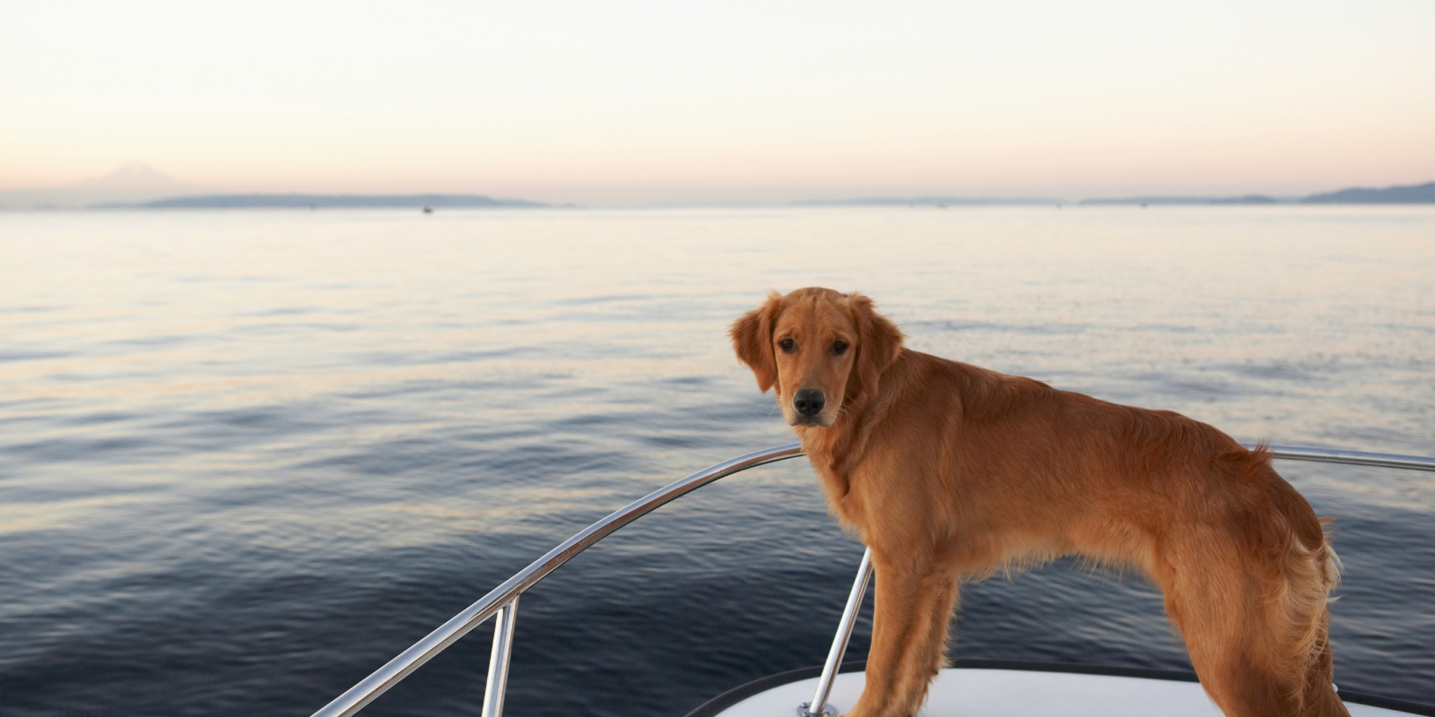 dog on boat marathon florida