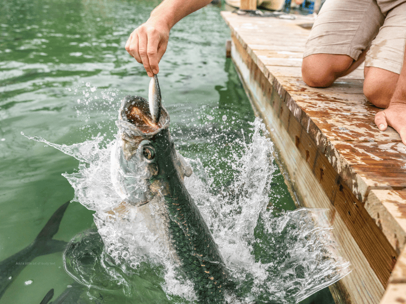 feeding tarpon at robbies marina