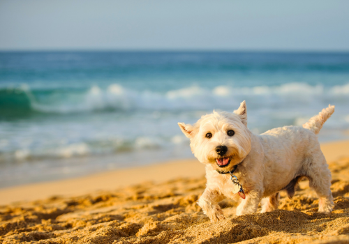 pet friendly marathon