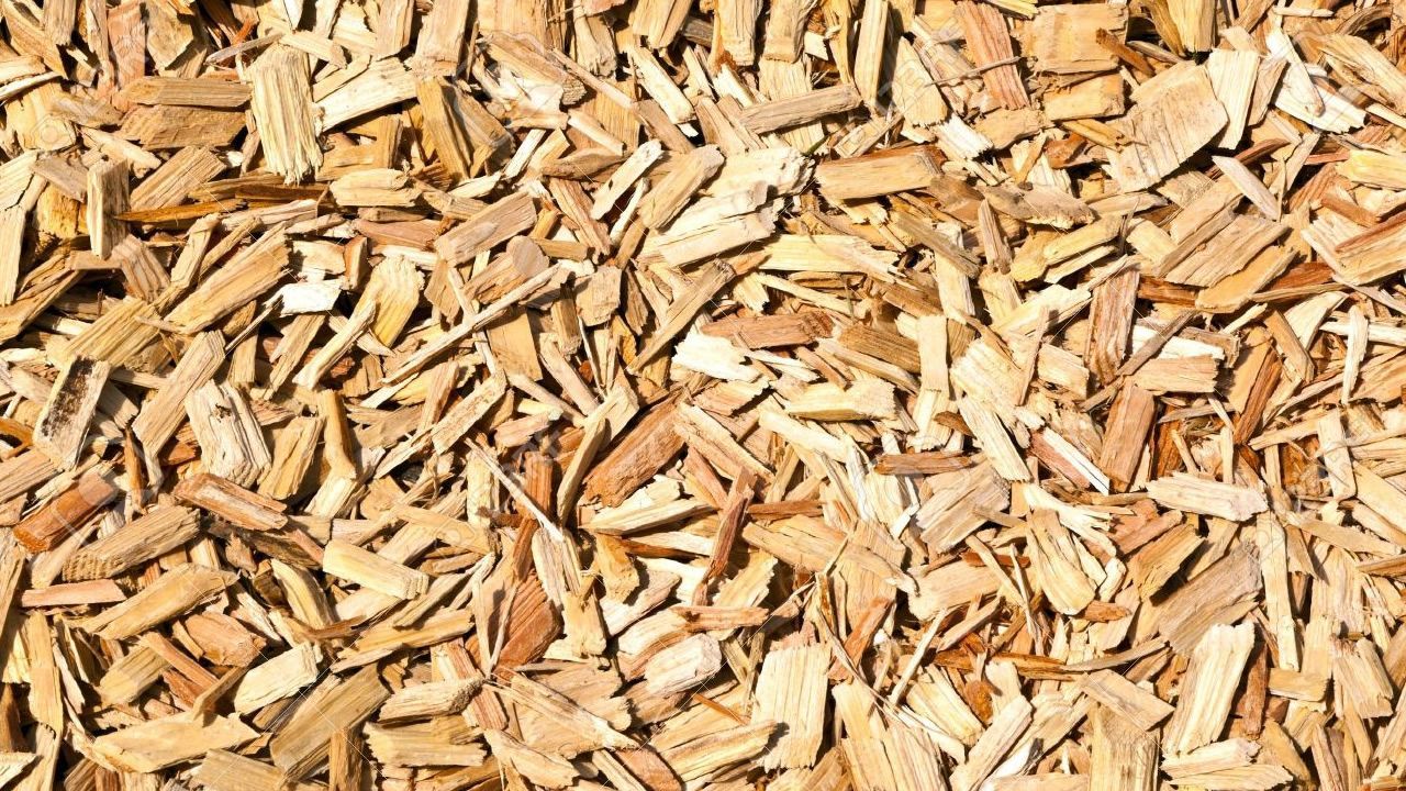 Copeaux de bois, brun clair et beige, éparpillés ; vue rapprochée.