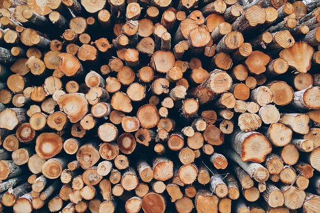 Pile de bûches coupées, montrant les extrémités circulaires avec les motifs du grain du bois.