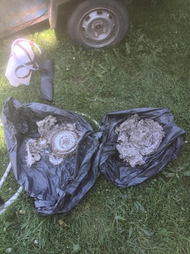 Nid dans une poubelle