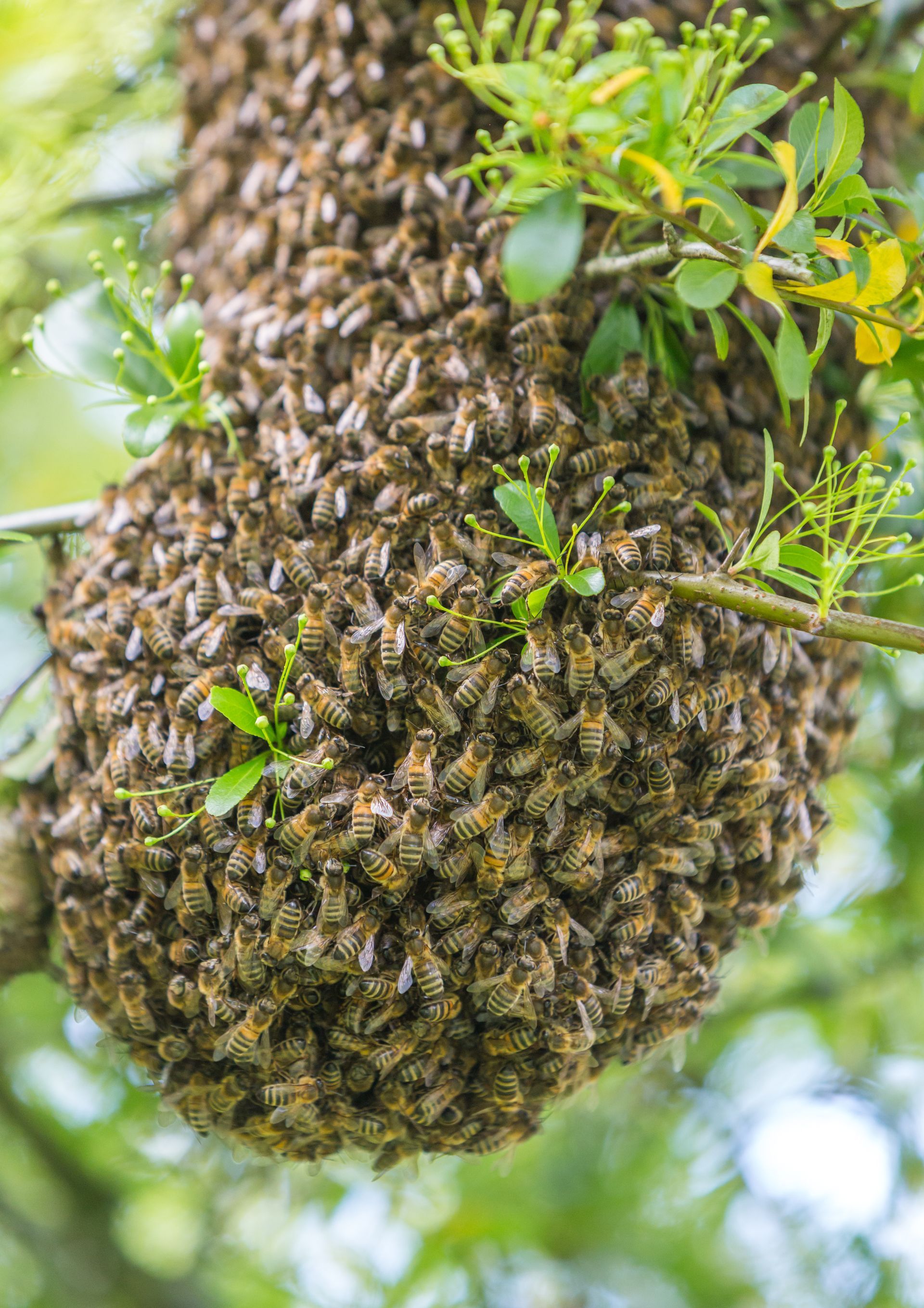 Essaim dans un arbre