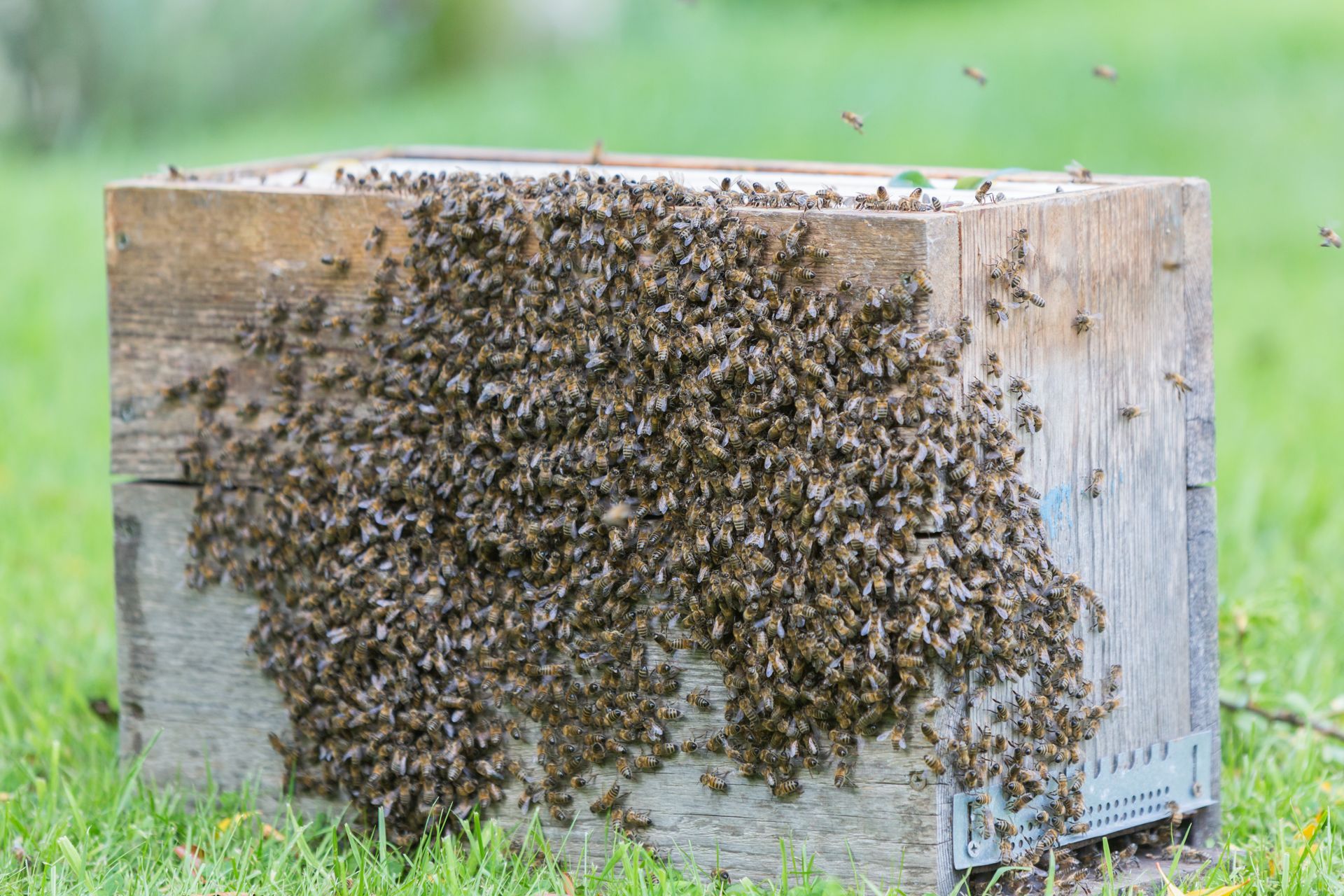Essaim sur une boîte