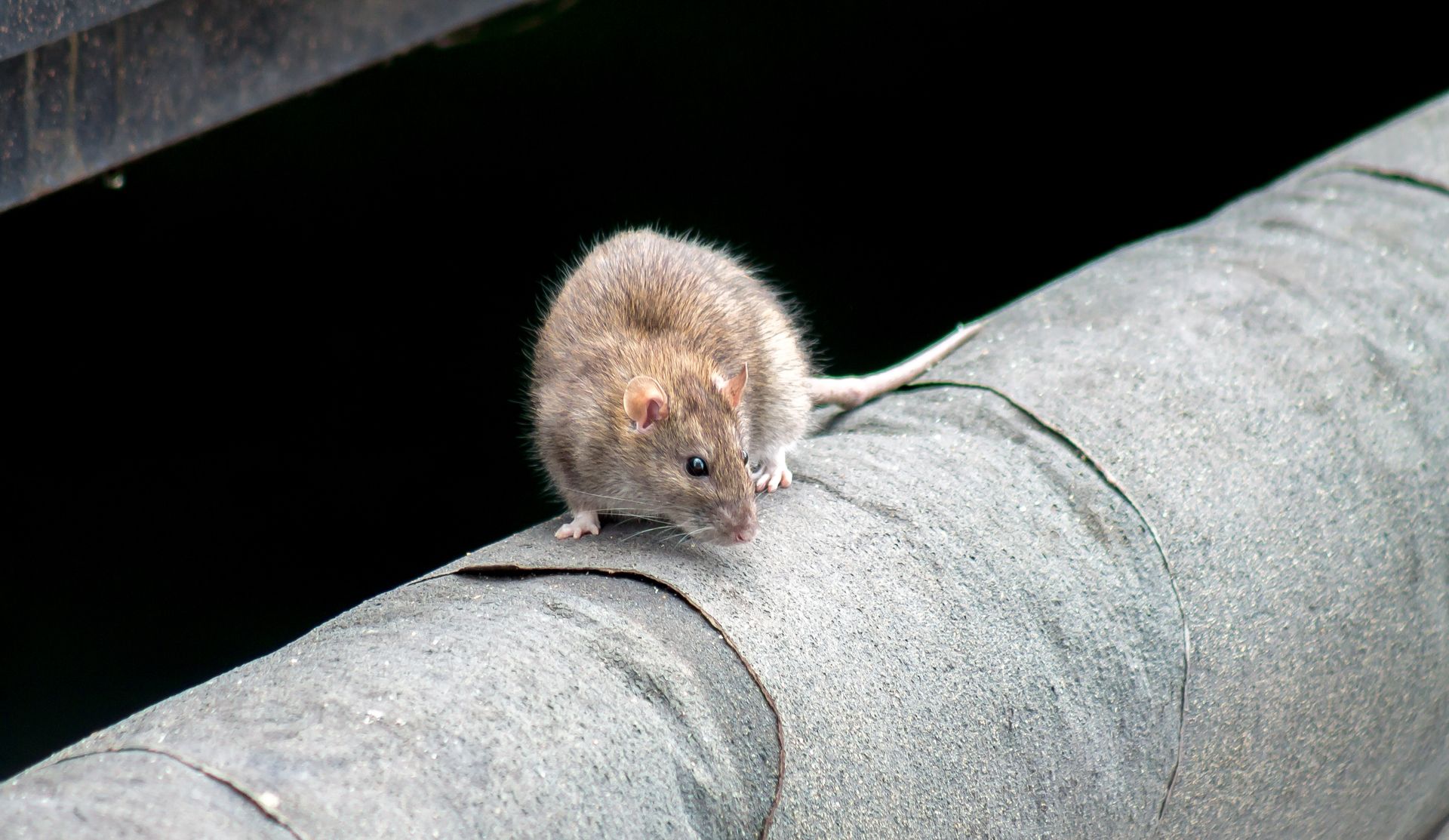 Rat sur rebord
