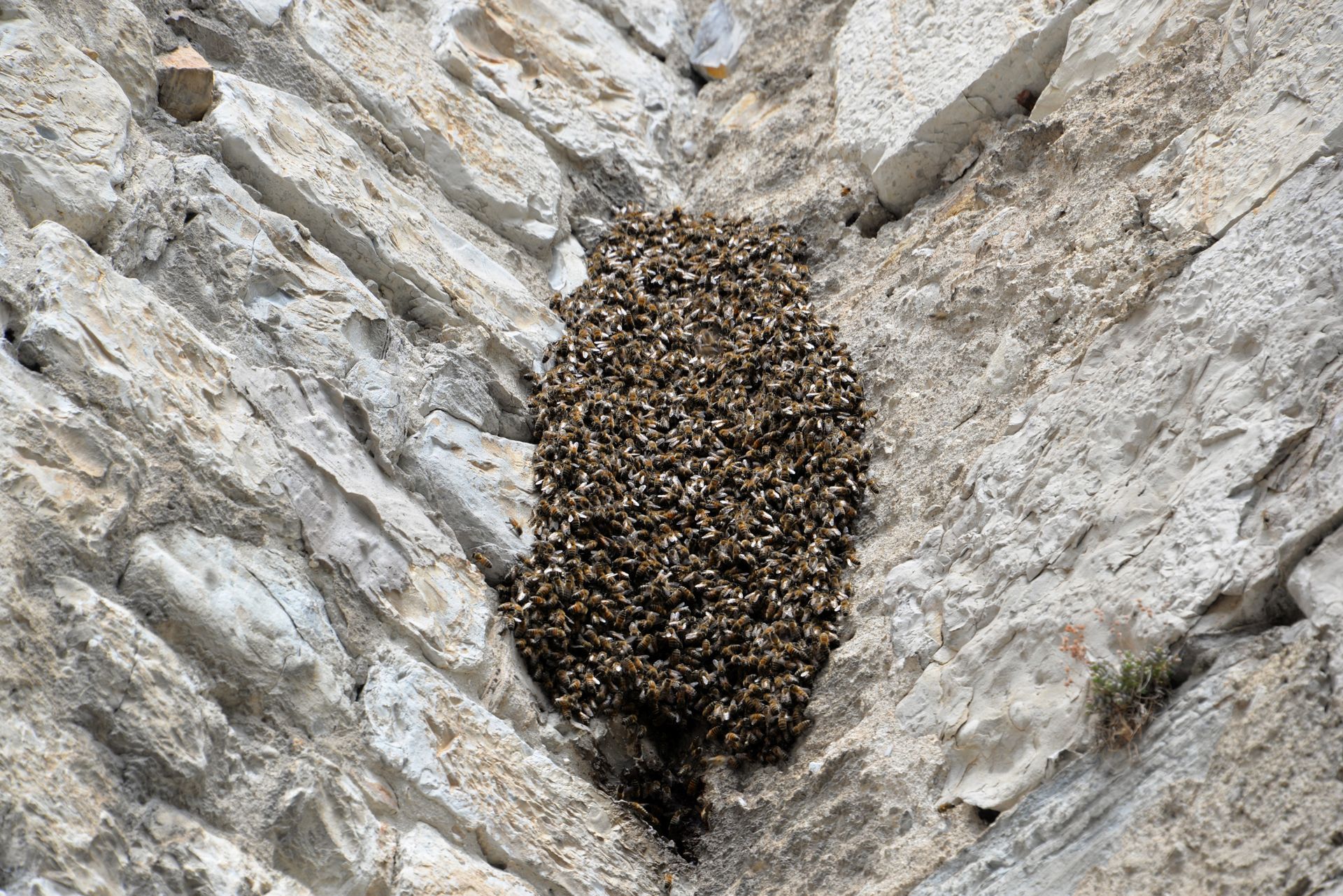 Essaim entre deux murs